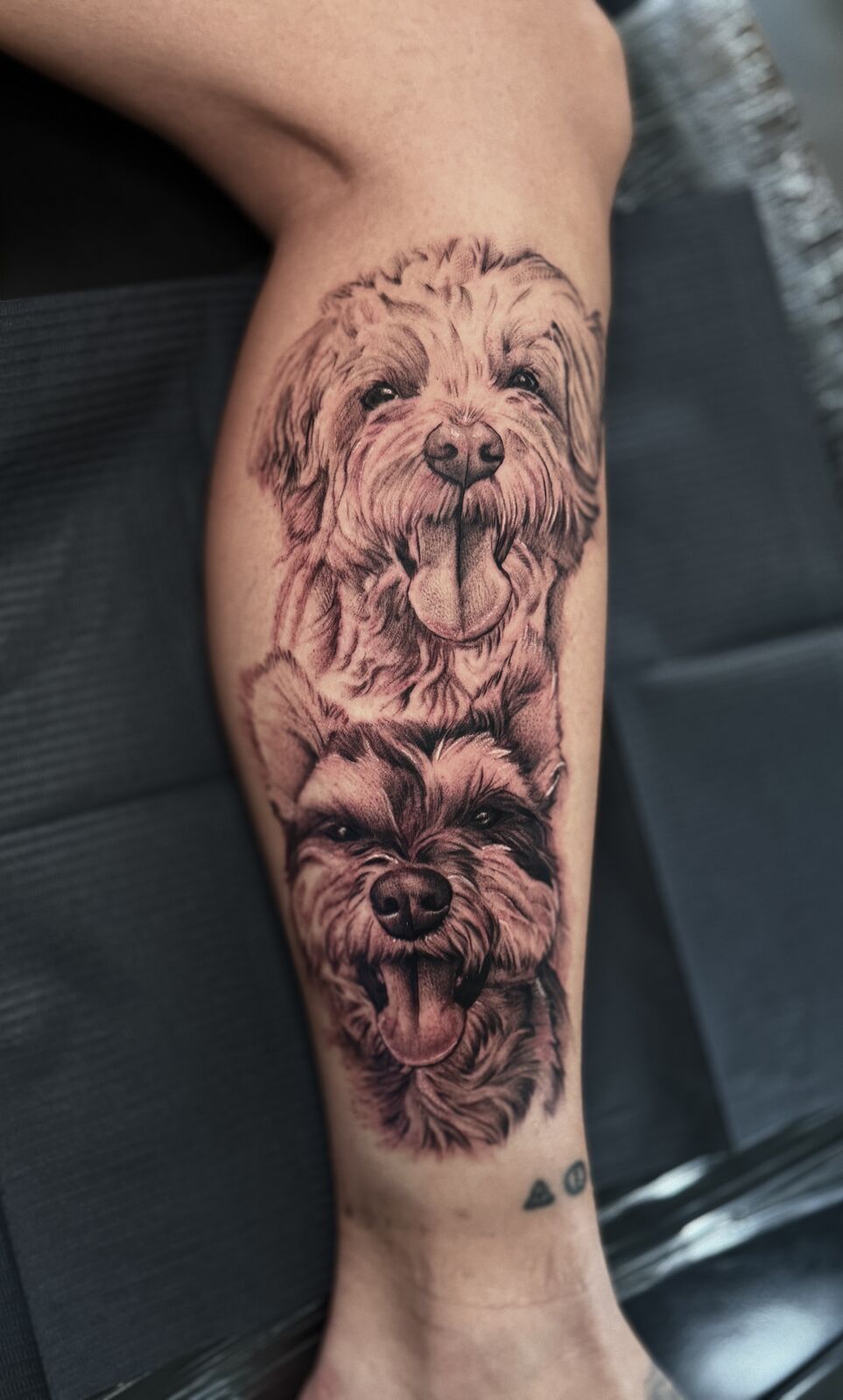Pet portrait of two dogs on a forearm